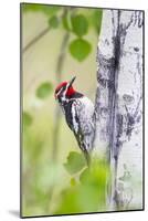 Wyoming, Sublette County, Red Naped Sapsucker on Aspen Tree-Elizabeth Boehm-Mounted Photographic Print