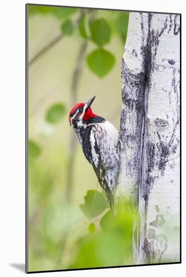 Wyoming, Sublette County, Red Naped Sapsucker on Aspen Tree-Elizabeth Boehm-Mounted Photographic Print