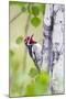 Wyoming, Sublette County, Red Naped Sapsucker on Aspen Tree-Elizabeth Boehm-Mounted Photographic Print