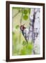 Wyoming, Sublette County, Red Naped Sapsucker on Aspen Tree-Elizabeth Boehm-Framed Photographic Print