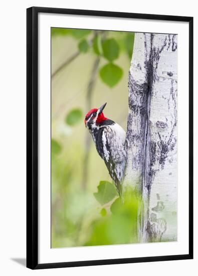 Wyoming, Sublette County, Red Naped Sapsucker on Aspen Tree-Elizabeth Boehm-Framed Photographic Print