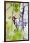 Wyoming, Sublette County, Red Naped Sapsucker on Aspen Tree-Elizabeth Boehm-Framed Photographic Print