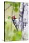 Wyoming, Sublette County, Red Naped Sapsucker on Aspen Tree-Elizabeth Boehm-Stretched Canvas