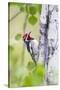 Wyoming, Sublette County, Red Naped Sapsucker on Aspen Tree-Elizabeth Boehm-Stretched Canvas