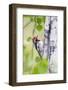 Wyoming, Sublette County, Red Naped Sapsucker on Aspen Tree-Elizabeth Boehm-Framed Photographic Print