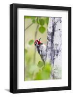 Wyoming, Sublette County, Red Naped Sapsucker on Aspen Tree-Elizabeth Boehm-Framed Photographic Print