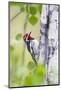 Wyoming, Sublette County, Red Naped Sapsucker on Aspen Tree-Elizabeth Boehm-Mounted Photographic Print