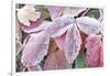 Wyoming, Sublette County, Red Wild Strawberry Leaves with Frost-Elizabeth Boehm-Framed Photographic Print