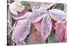 Wyoming, Sublette County, Red Wild Strawberry Leaves with Frost-Elizabeth Boehm-Stretched Canvas