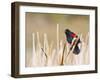 Wyoming, Sublette County, Red Winged Blackbird Singing in Marsh-Elizabeth Boehm-Framed Premium Photographic Print
