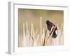 Wyoming, Sublette County, Red Winged Blackbird Singing in Marsh-Elizabeth Boehm-Framed Photographic Print