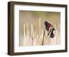 Wyoming, Sublette County, Red Winged Blackbird Singing in Marsh-Elizabeth Boehm-Framed Photographic Print