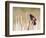 Wyoming, Sublette County, Red Winged Blackbird Singing in Marsh-Elizabeth Boehm-Framed Photographic Print