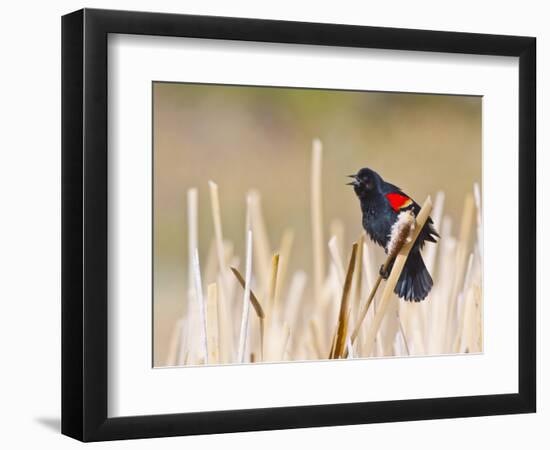 Wyoming, Sublette County, Red Winged Blackbird Singing in Marsh-Elizabeth Boehm-Framed Photographic Print