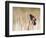 Wyoming, Sublette County, Red Winged Blackbird Singing in Marsh-Elizabeth Boehm-Framed Photographic Print