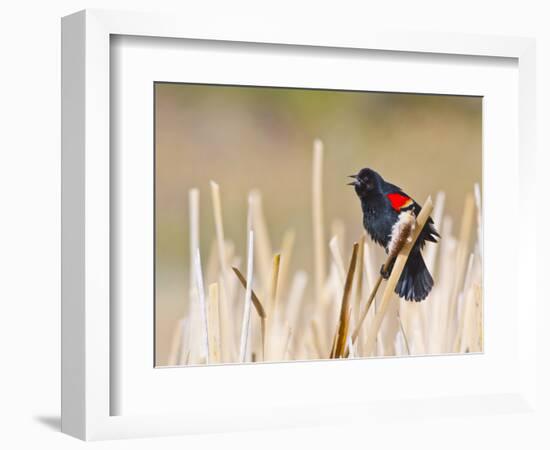 Wyoming, Sublette County, Red Winged Blackbird Singing in Marsh-Elizabeth Boehm-Framed Photographic Print