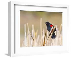 Wyoming, Sublette County, Red Winged Blackbird Singing in Marsh-Elizabeth Boehm-Framed Photographic Print