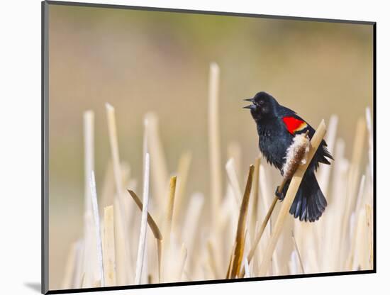 Wyoming, Sublette County, Red Winged Blackbird Singing in Marsh-Elizabeth Boehm-Mounted Photographic Print