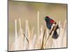 Wyoming, Sublette County, Red Winged Blackbird Singing in Marsh-Elizabeth Boehm-Mounted Photographic Print