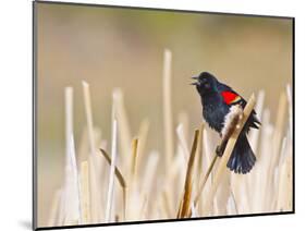 Wyoming, Sublette County, Red Winged Blackbird Singing in Marsh-Elizabeth Boehm-Mounted Photographic Print