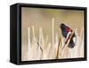 Wyoming, Sublette County, Red Winged Blackbird Singing in Marsh-Elizabeth Boehm-Framed Stretched Canvas