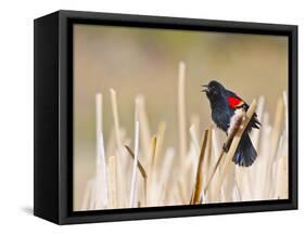Wyoming, Sublette County, Red Winged Blackbird Singing in Marsh-Elizabeth Boehm-Framed Stretched Canvas