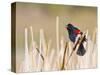 Wyoming, Sublette County, Red Winged Blackbird Singing in Marsh-Elizabeth Boehm-Stretched Canvas