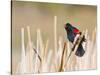 Wyoming, Sublette County, Red Winged Blackbird Singing in Marsh-Elizabeth Boehm-Stretched Canvas