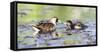 Wyoming, Sublette County, Sora Feeds Chick in a Pond-Elizabeth Boehm-Framed Stretched Canvas