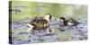 Wyoming, Sublette County, Sora Feeds Chick in a Pond-Elizabeth Boehm-Stretched Canvas