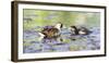 Wyoming, Sublette County, Sora Feeds Chick in a Pond-Elizabeth Boehm-Framed Photographic Print