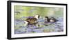 Wyoming, Sublette County, Sora Feeds Chick in a Pond-Elizabeth Boehm-Framed Photographic Print