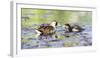 Wyoming, Sublette County, Sora Feeds Chick in a Pond-Elizabeth Boehm-Framed Photographic Print