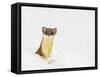 Wyoming, Sublette County, Summer Coat Long Tailed Weasel in Snowdrift-Elizabeth Boehm-Framed Stretched Canvas