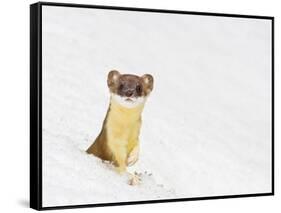 Wyoming, Sublette County, Summer Coat Long Tailed Weasel in Snowdrift-Elizabeth Boehm-Framed Stretched Canvas