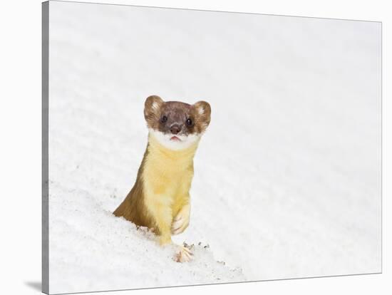 Wyoming, Sublette County, Summer Coat Long Tailed Weasel in Snowdrift-Elizabeth Boehm-Stretched Canvas