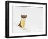 Wyoming, Sublette County, Summer Coat Long Tailed Weasel in Snowdrift-Elizabeth Boehm-Framed Premium Photographic Print