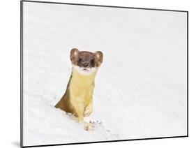 Wyoming, Sublette County, Summer Coat Long Tailed Weasel in Snowdrift-Elizabeth Boehm-Mounted Premium Photographic Print