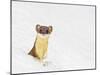 Wyoming, Sublette County, Summer Coat Long Tailed Weasel in Snowdrift-Elizabeth Boehm-Mounted Photographic Print
