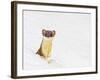 Wyoming, Sublette County, Summer Coat Long Tailed Weasel in Snowdrift-Elizabeth Boehm-Framed Photographic Print