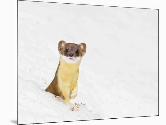 Wyoming, Sublette County, Summer Coat Long Tailed Weasel in Snowdrift-Elizabeth Boehm-Mounted Photographic Print