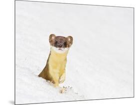 Wyoming, Sublette County, Summer Coat Long Tailed Weasel in Snowdrift-Elizabeth Boehm-Mounted Photographic Print