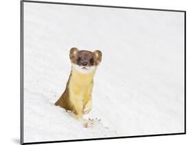Wyoming, Sublette County, Summer Coat Long Tailed Weasel in Snowdrift-Elizabeth Boehm-Mounted Photographic Print