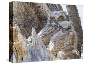 Wyoming, Sublette County. Two Great Horned Owl chicks sitting on the edge of a Cottonwood Tree snag-Elizabeth Boehm-Stretched Canvas