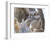 Wyoming, Sublette County. Two Great Horned Owl chicks sitting on the edge of a Cottonwood Tree snag-Elizabeth Boehm-Framed Photographic Print