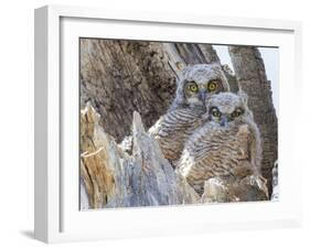Wyoming, Sublette County. Two Great Horned Owl chicks sitting on the edge of a Cottonwood Tree snag-Elizabeth Boehm-Framed Photographic Print