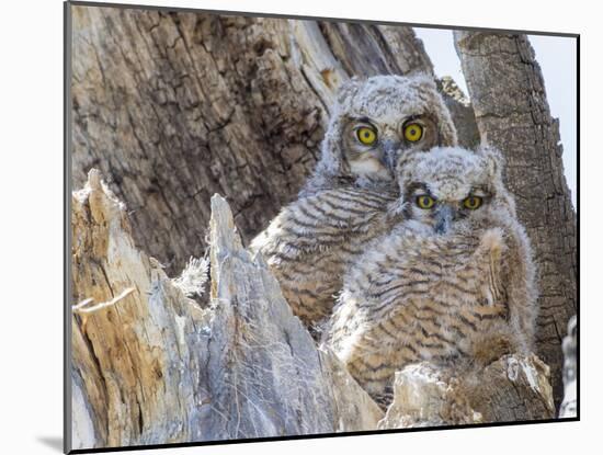 Wyoming, Sublette County. Two Great Horned Owl chicks sitting on the edge of a Cottonwood Tree snag-Elizabeth Boehm-Mounted Photographic Print