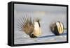 Wyoming, Sublette County. Two Greater Sage Grouse males strut in the snow during March.-Elizabeth Boehm-Framed Stretched Canvas