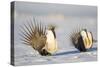 Wyoming, Sublette County. Two Greater Sage Grouse males strut in the snow during March.-Elizabeth Boehm-Stretched Canvas