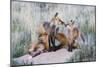 Wyoming, Sublette County. Two red fox kits nurse their mother-Elizabeth Boehm-Mounted Photographic Print